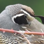 quail01