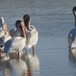 pelicans (640×479)