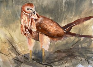Pantalooned Percher
